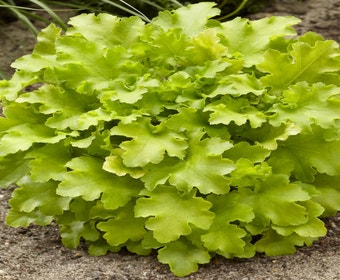 Purpurglöckchen (Heuchera 'Lime Marmelade')