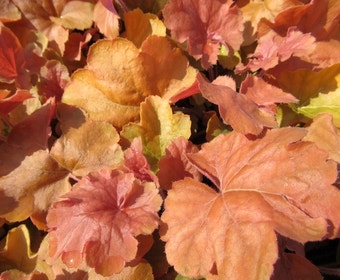Purpurglöckchen (Heuchera 'Northern Exposure Amber')