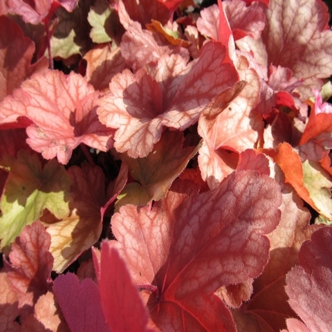Purpurglöckchen (Heuchera 'Rio')