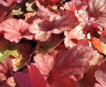 Purpurglöckchen (Heuchera 'Rio')
