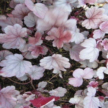 Purpurglöckchen (Heuchera 'Silver Gumdrop')