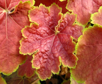 Purpurglöckchen (Heuchera 'Tiramisu')