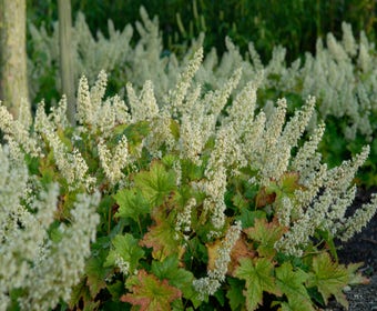 Purpurglöckchen (Heuchera villosa 'Chantilly')