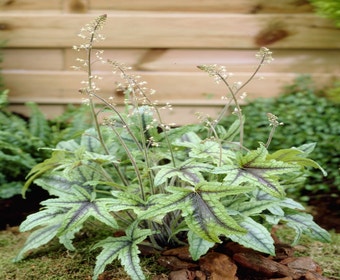 Purpurglöckchen (Heucherella (Heucherella 'Kimono'))