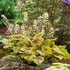 Purpurglöckchen (Heucherella 'Stoplight')