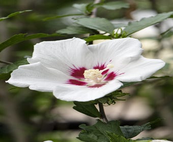 Eibischstrauch (Hibiscus syriacus 'Red Heart')