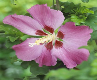 Eibischstrauch (Hibiscus syriacus 'Woodbridge')