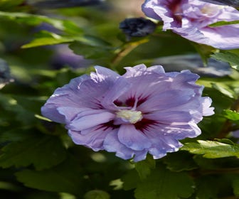 Eibischstrauch (Hibiscus syriacus 'Blue Chiffon')
