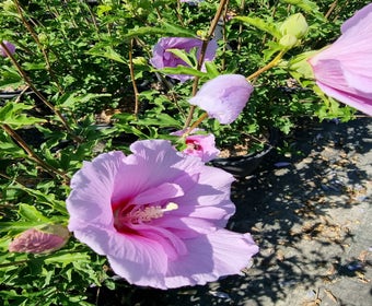 Eibischstrauch (Hibiscus syriacus 'Lavender Chiffon')