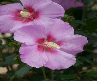 Eibischstrauch (Hibiscus syriacus 'Rose Moon')