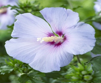 Eibischstrauch (Hibiscus syriacus 'Oiseau Bleu')