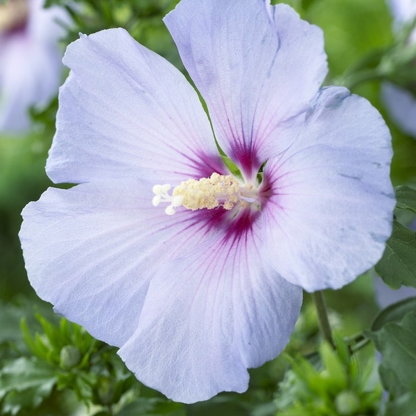 Hibiscus syriacus 'Oiseau Bleu' (Altheastruik)