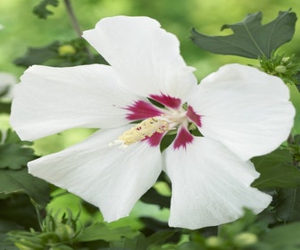Eibischstrauch auf Stamm (Hibiscus syriacus 'Red Heart')