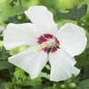 Eibischstrauch als Baum (Hibiscus syriacus 'Red Heart')