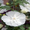 Eibischstrauch (Hibiscus syriacus 'White Chiffon')