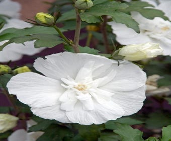 Eibischstrauch (Hibiscus syriacus 'White Chiffon')