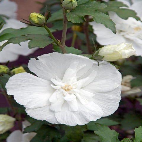 Hibiscus syriacus 'White Chiffon' (Altheastruik)