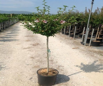 Altheestrauch als Halbstamm (Hibiscus syriacus 'Hamabo')