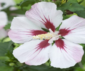 Eibischstrauch (Hibiscus syriacus 'Hamabo')