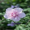 Eibischstrauch (Hibiscus syriacus 'Pink Chiffon')