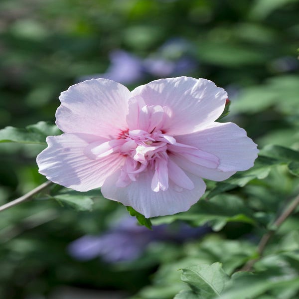 Hibiscus syriacus 'Pink Chiffon' (Altheastruik)