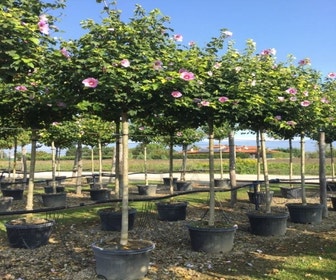 Baumhibiskus (Hibiscus 'Resi')