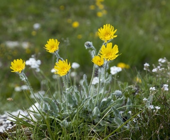Habichtskraut (Hieracium villosum)