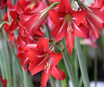 Gartenamaryllis (Hippeastrum 'Sonatini Balentino')