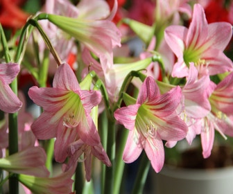 Gartenamaryllis (Hippeastrum 'Sonatini Pink Rascal')