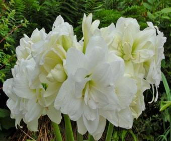 Garten-Amaryllis (Hippeastrum 'Sonatini Alasca')