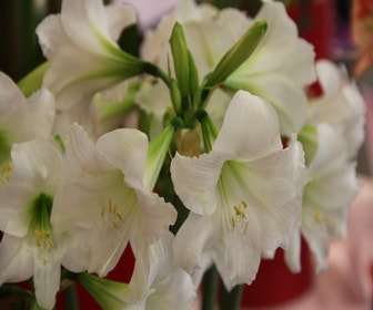 Garten-Amaryllis (Hippeastrum 'Sonatini White Rascal')
