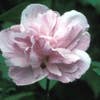 Eibischstrauch (Hibiscus syriacus 'Ardens')