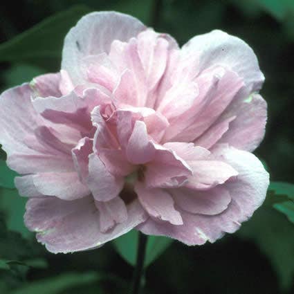 Hibiscus syriacus 'Ardens' (Altheastruik)
