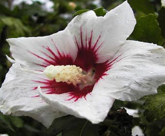 Eibischstrauch (Hibiscus syriacus 'Monstrosus')