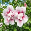 Eibischstrauch (Hibiscus syriacus 'Starburst Chiffon')