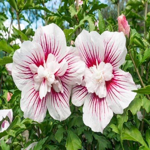 Hibiscus syriacus 'Starburst Chiffon' (Altheastruik)