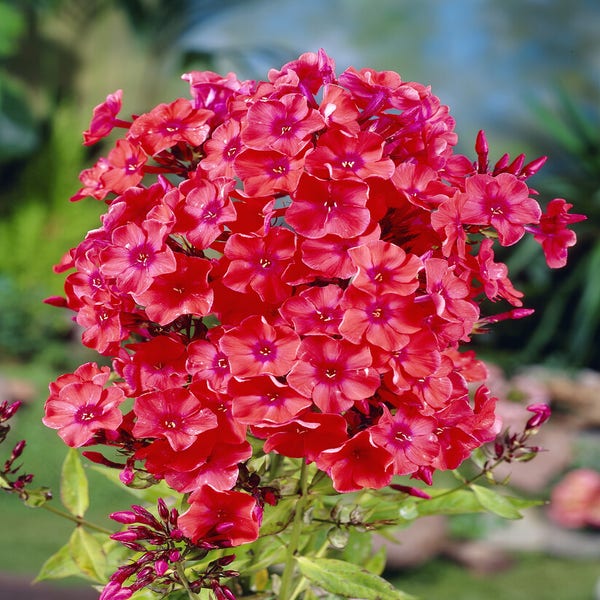 Flammenblume (Phlox paniculata 'Orange Perfection')