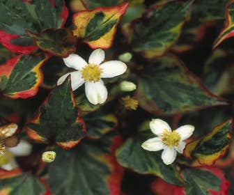 Buntblättrige Sumpf-Anemone (Houttuynia cordata 'Chameleon')