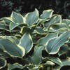 Funkie/Hartlelie (Hosta 'Aureomarginata')