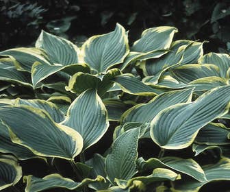 Funkie/Hartlelie (Hosta 'Aureomarginata')