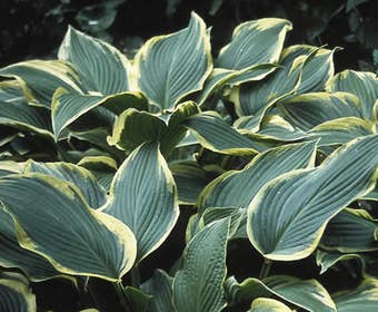 Funkie/Hartlelie (Hosta 'Aureomarginata')