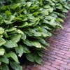 Herzlilie (Hosta 'Fortunei Hyacinthina')