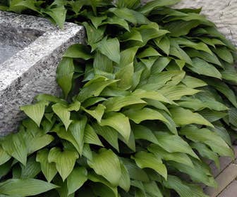 Funkia/Herzlilie (Hosta lancifolia)