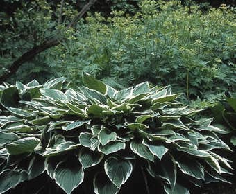 Funkia/Hartlelie (Hosta 'Moerheim')