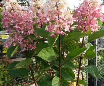 Federhortensie auf Stamm (Hydrangea paniculata 'Pinky Winky')