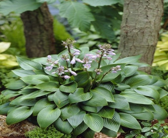 Funkia/Hartlelie (Hosta 'Devon Green')