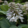 Funkia/Hartlelie (Hosta sieboldiana 'Elegans')