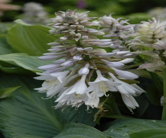 Funkia/Herzlilie (Hosta sieboldiana 'Elegans') BIO