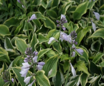 Funkia/Herzlilie (Hosta 'Wide Brim') BIO