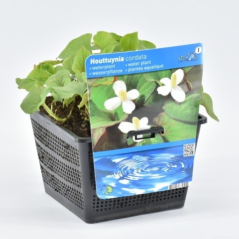 Moerasanemoon (Houttuynia cordata) 18 cm mand